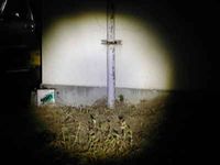 �ʐ^�������I